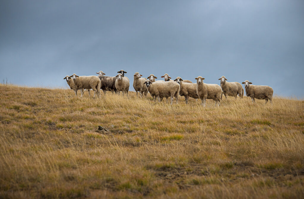 A herd of sheep on the pasture
