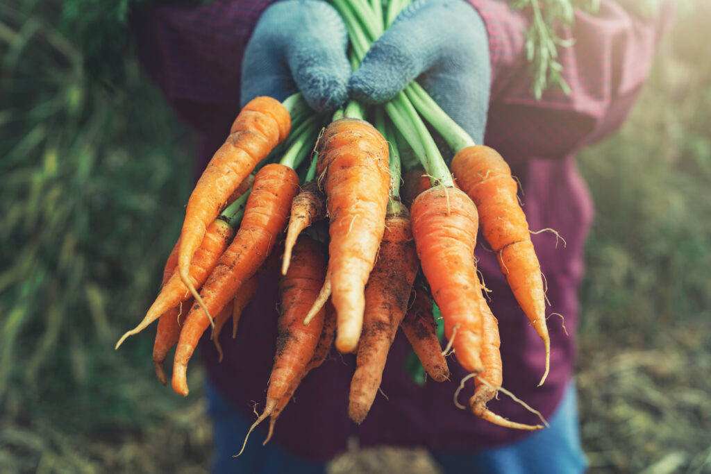 farmer hand holding fresh carrot for harvesting in farm. agriculture concept
